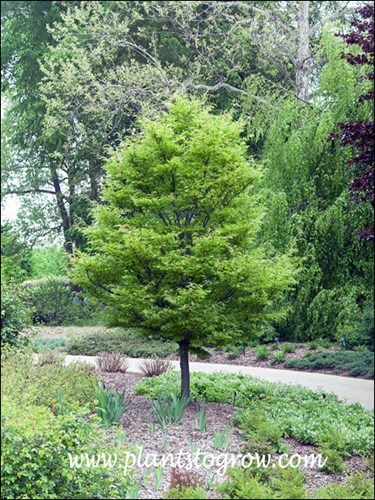 Cut Leaf Beech (Fagus sylvatica lacinanta)